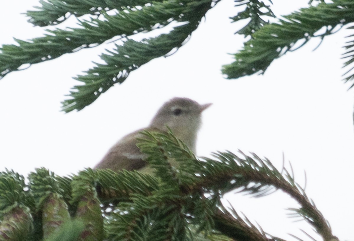 Braunaugenvireo (bellii/medius) - ML620619767