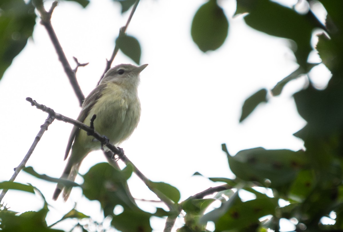 Bell Vireosu (bellii/medius) - ML620619768