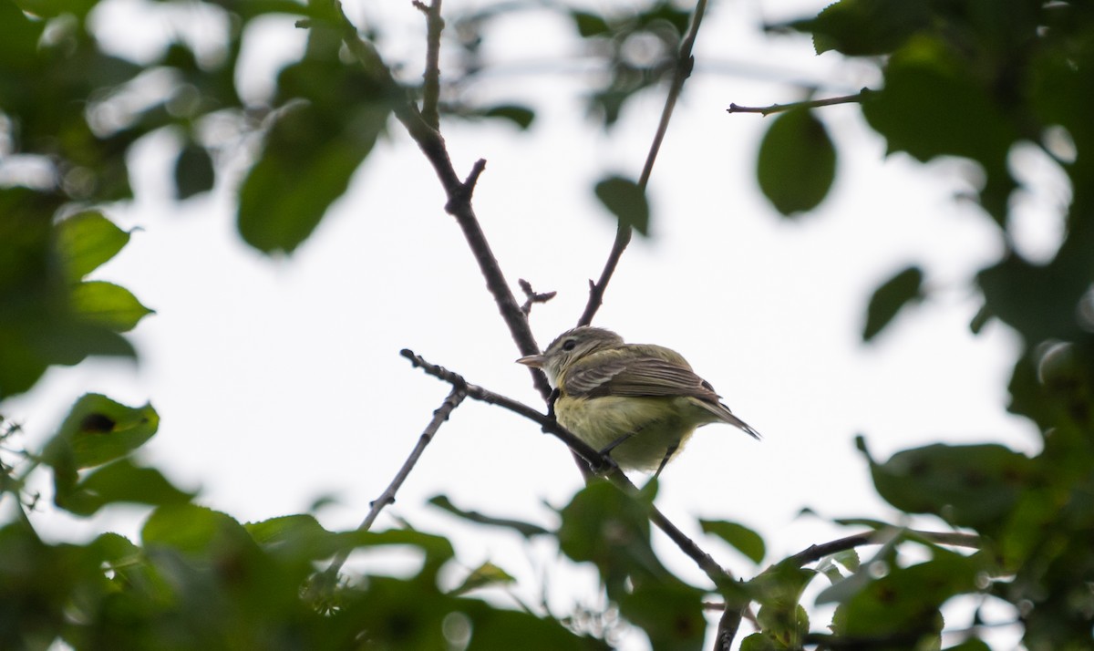 Bell's Vireo (Eastern) - ML620619769