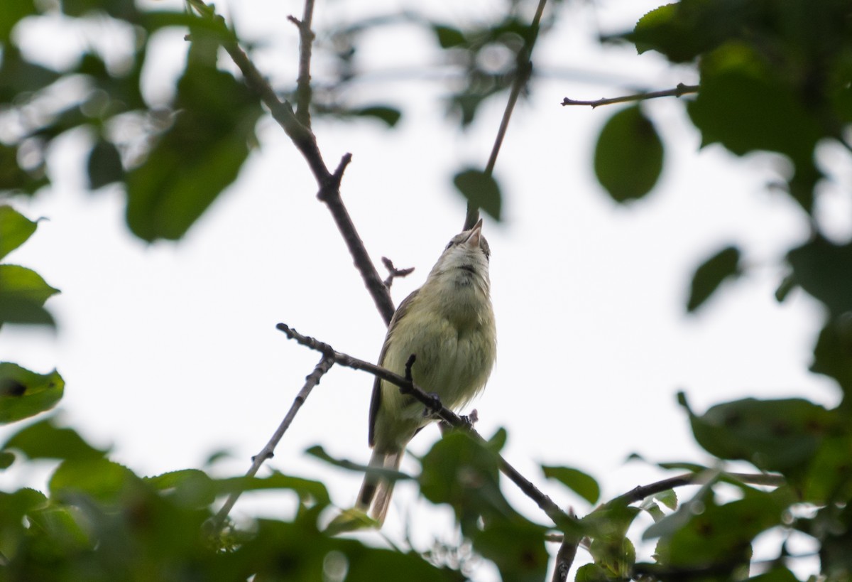 Braunaugenvireo (bellii/medius) - ML620619770