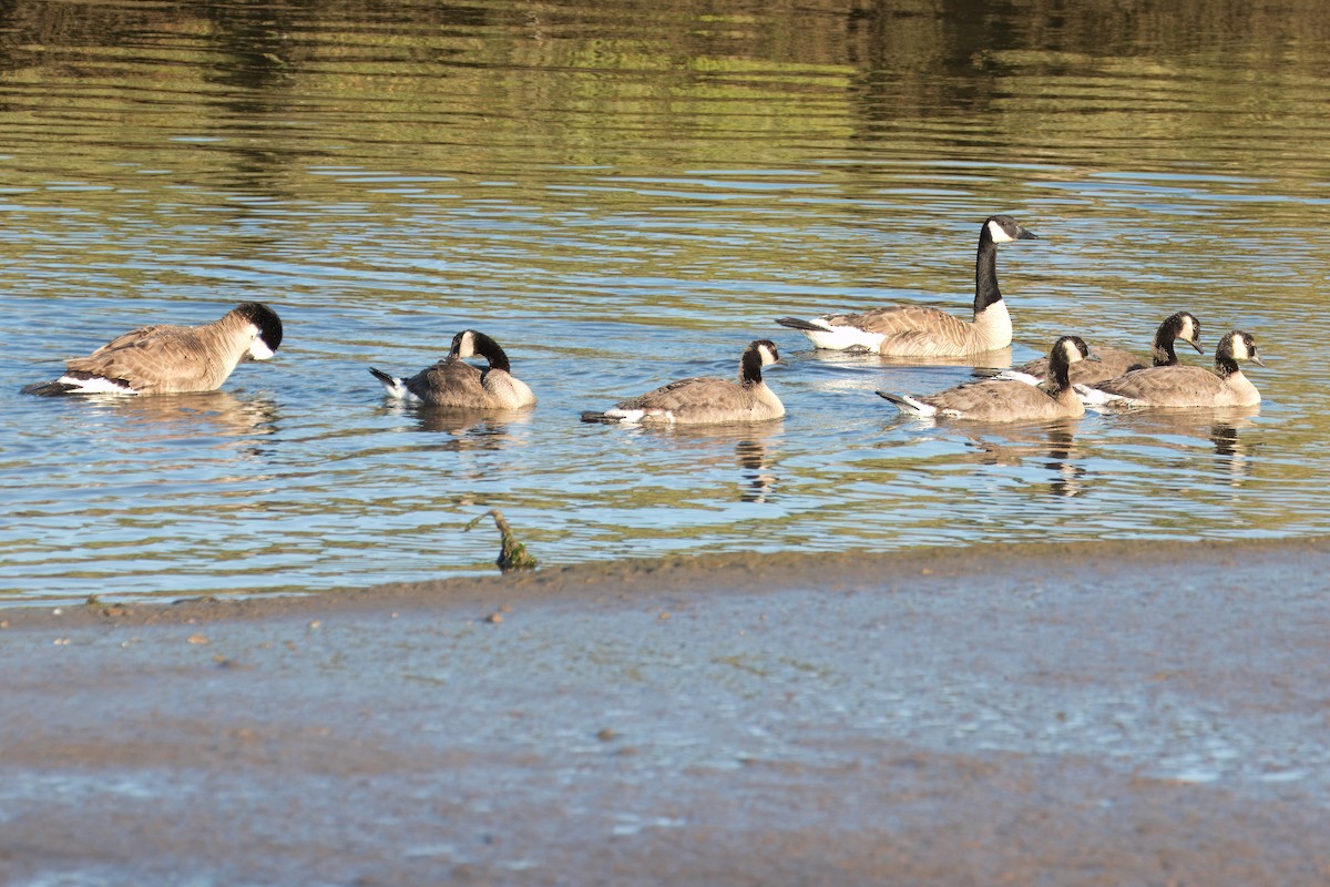 Canada Goose - ML620619772