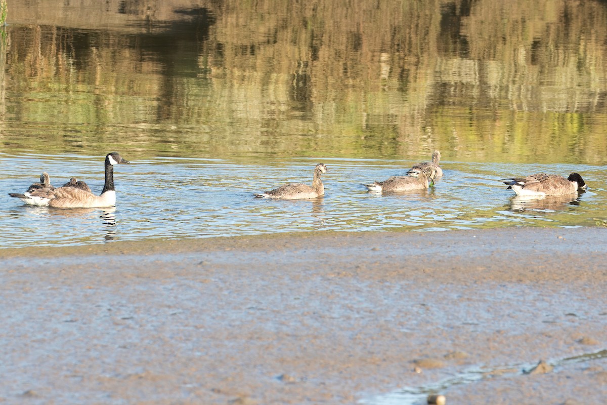 Canada Goose - ML620619773