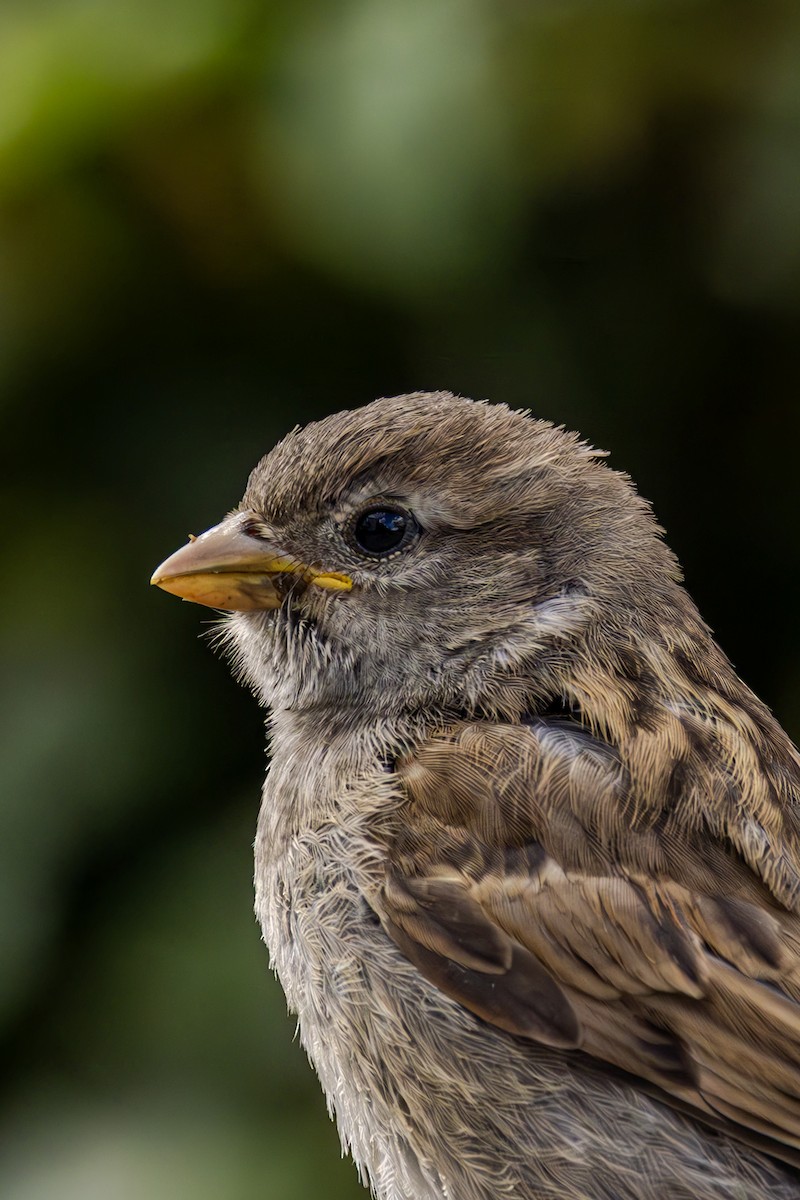 House Sparrow - ML620619775