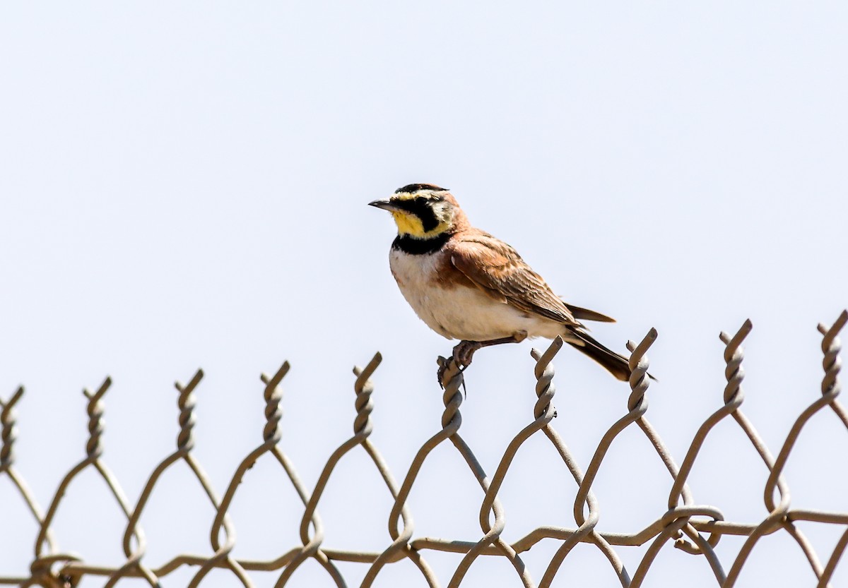 Horned Lark - ML620619777