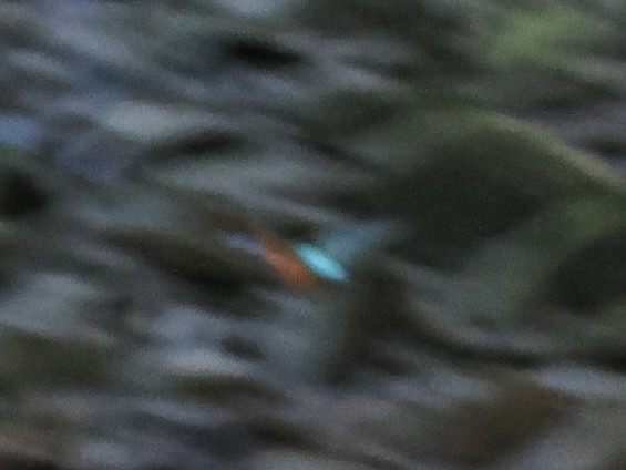 Common Kingfisher - James Tatlow