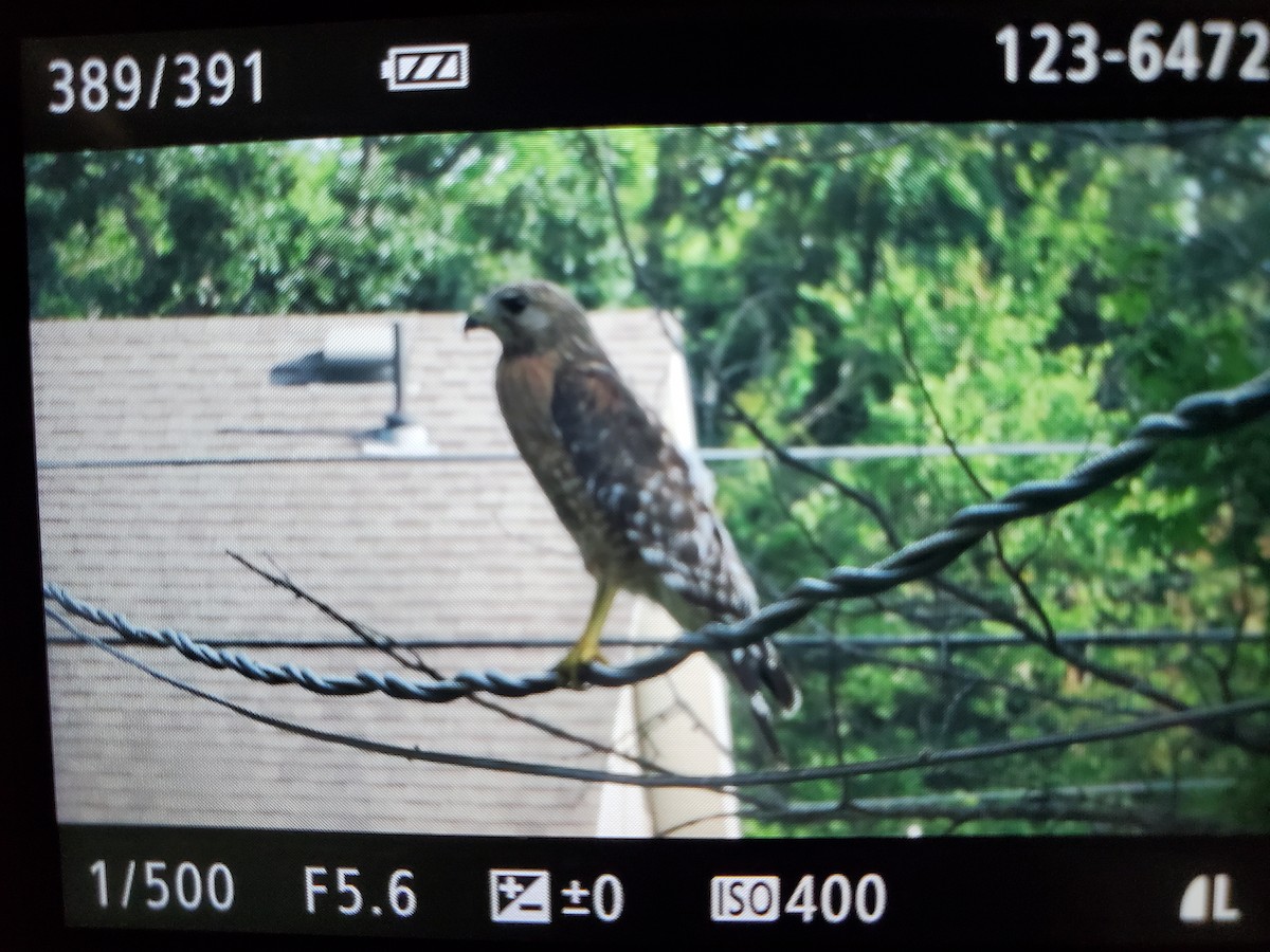 Red-shouldered Hawk - ML620619780