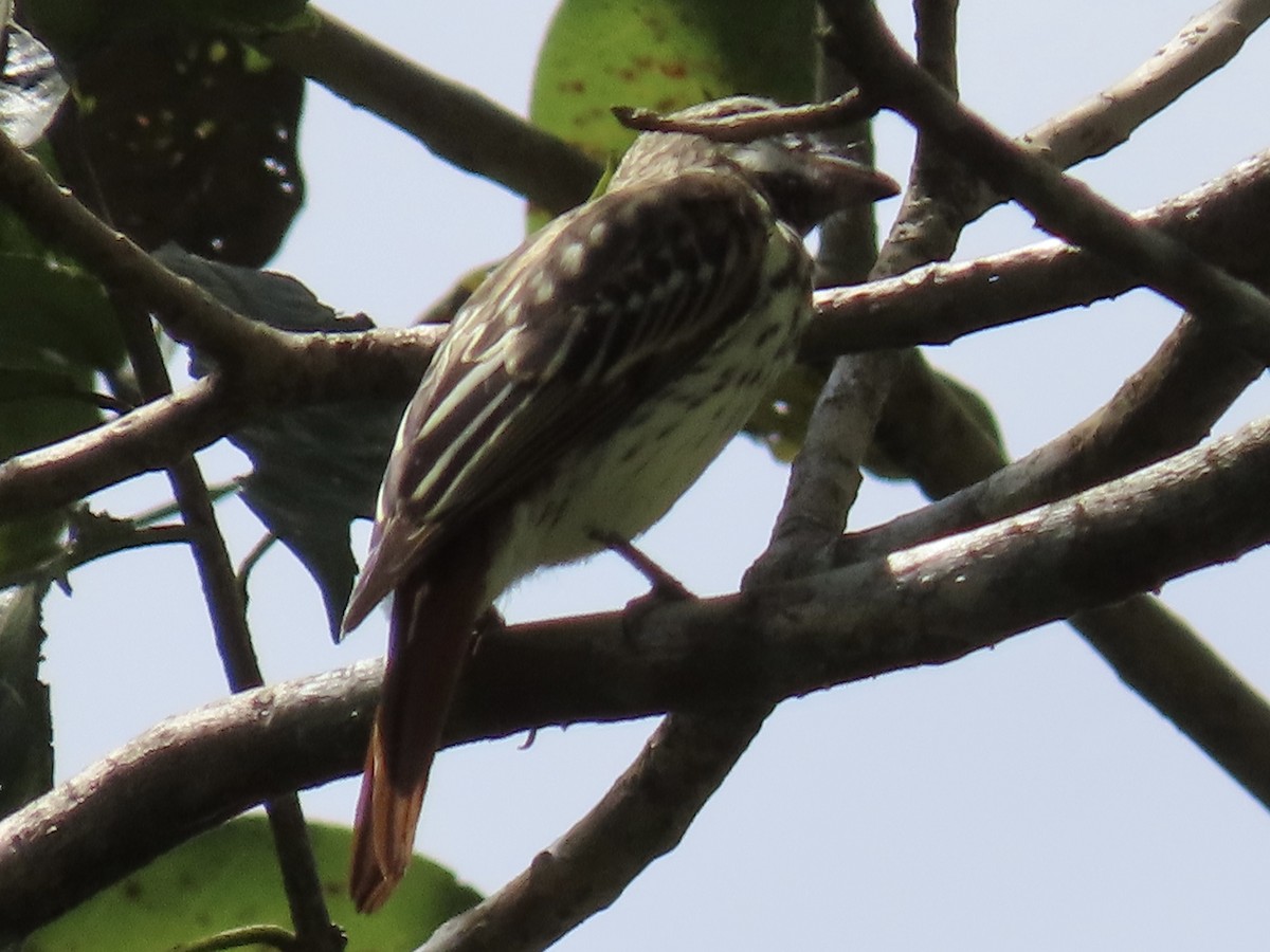 Sulphur-bellied Flycatcher - ML620619781