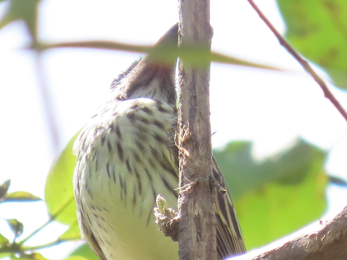 Sulphur-bellied Flycatcher - ML620619782