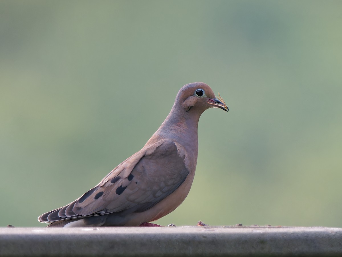 Mourning Dove - ML620619785