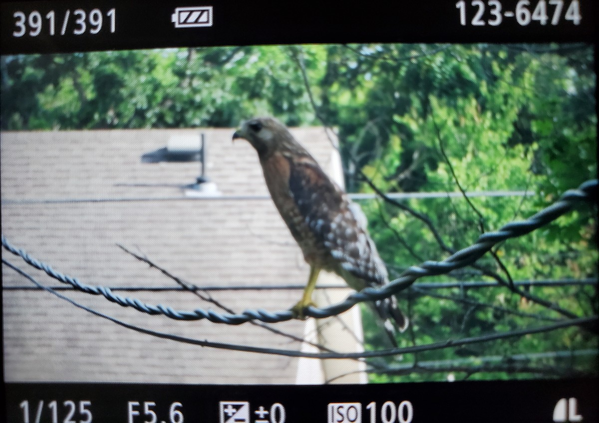 Red-shouldered Hawk - ML620619786