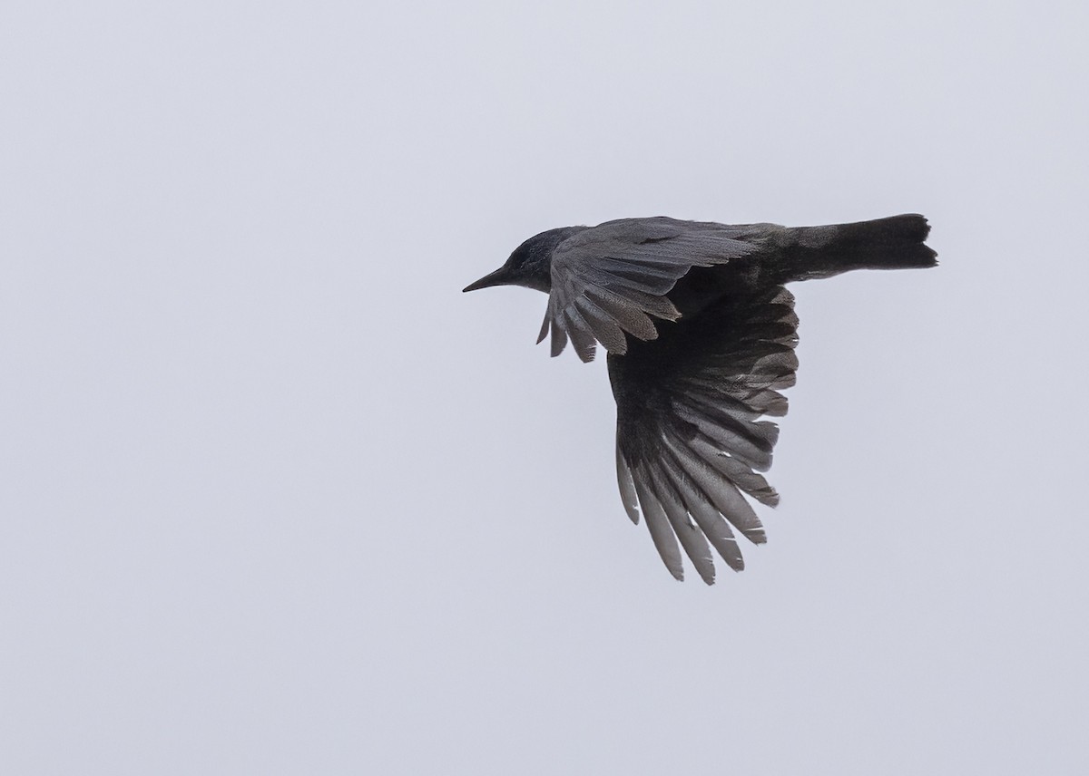 Pinyon Jay - ML620619788