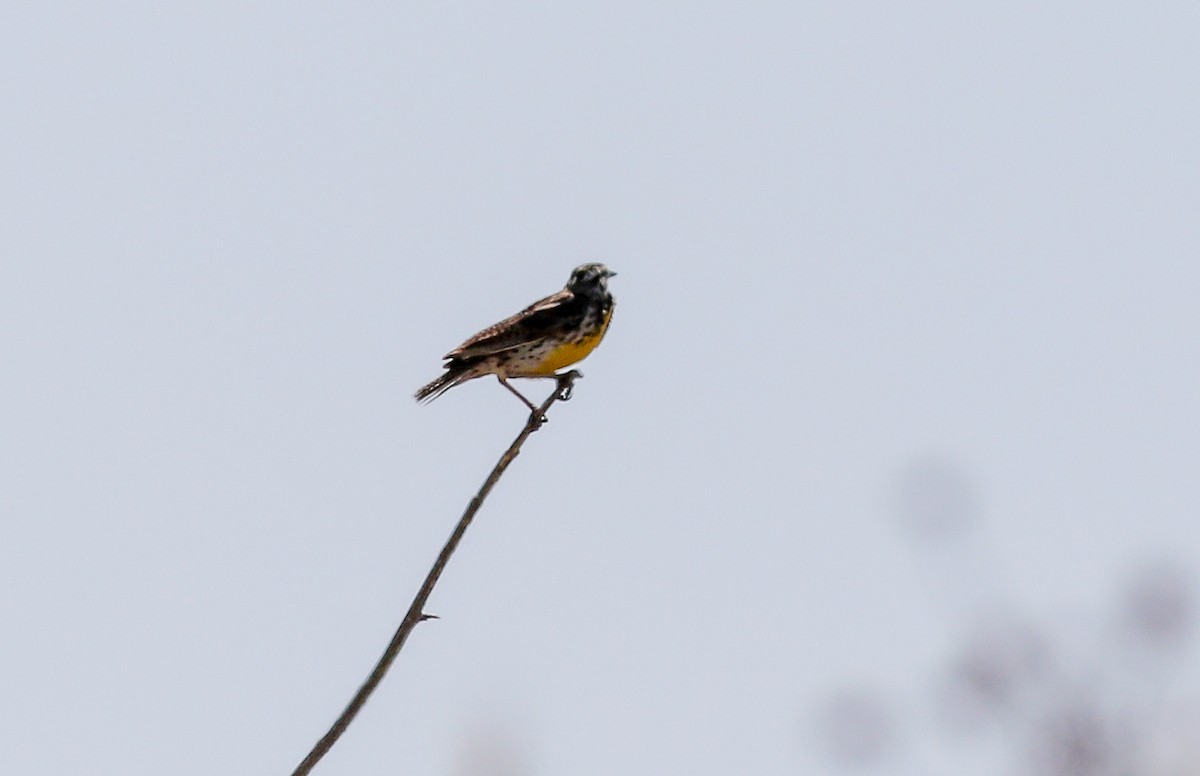 Western Meadowlark - ML620619789