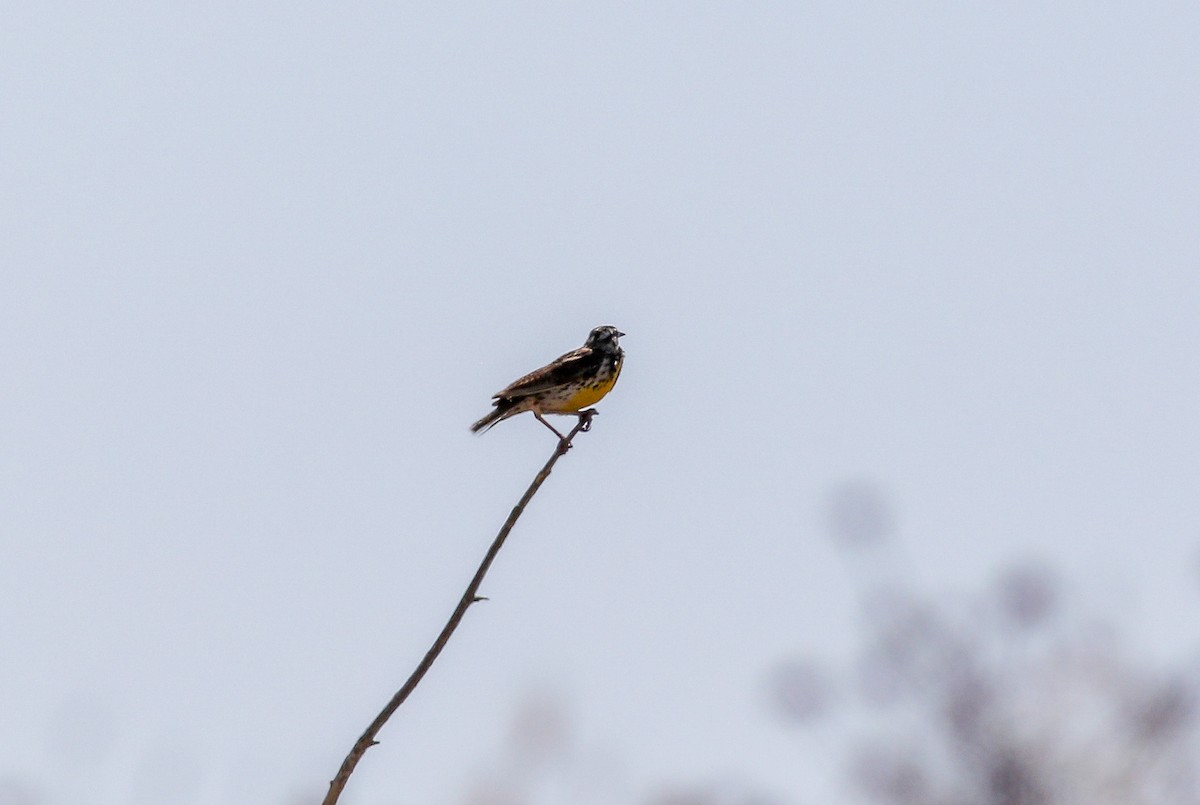 Western Meadowlark - ML620619790