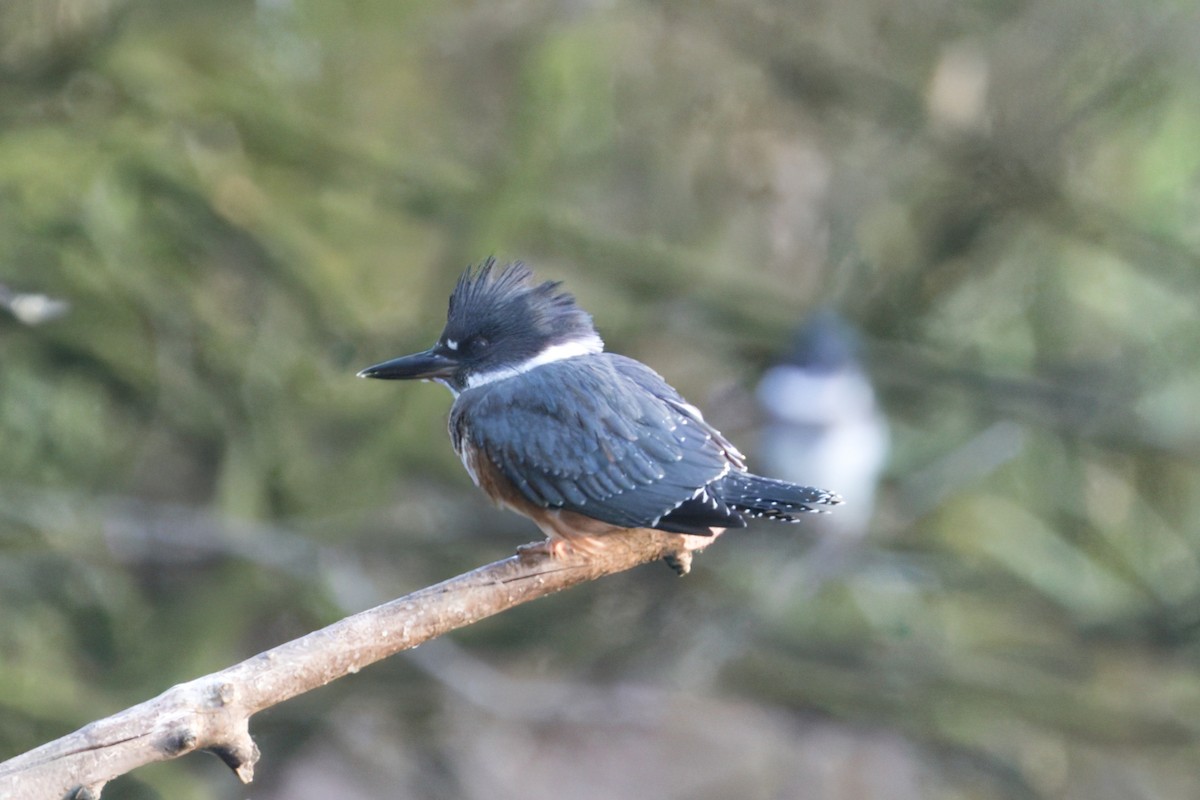 Belted Kingfisher - ML620619792