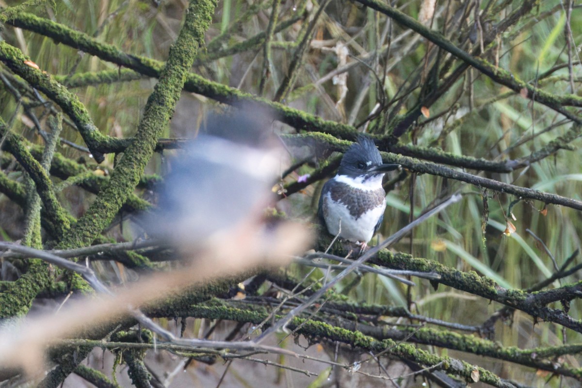Belted Kingfisher - ML620619793