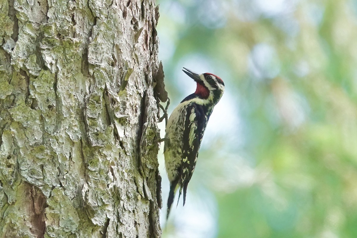 Yellow-bellied Sapsucker - ML620619798