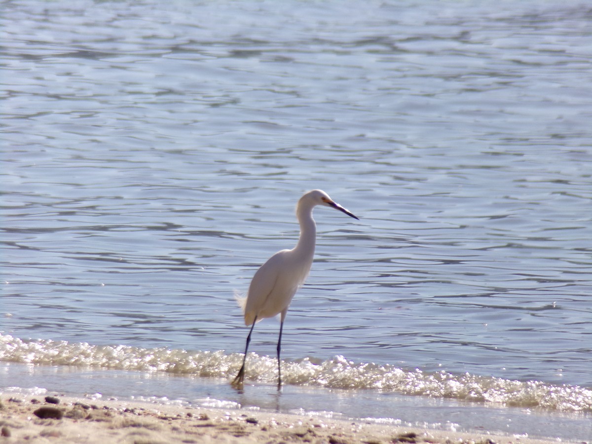 Snowy Egret - ML620619799