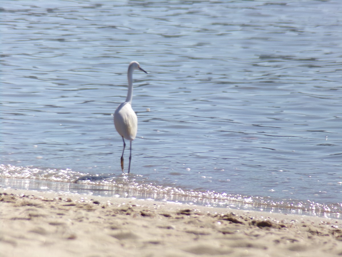 Snowy Egret - ML620619800