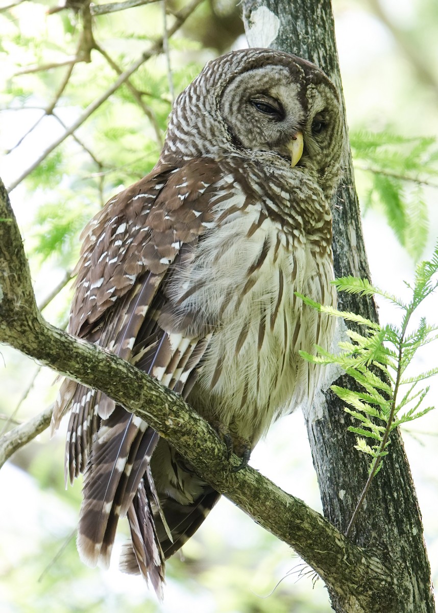 Barred Owl - ML620619801