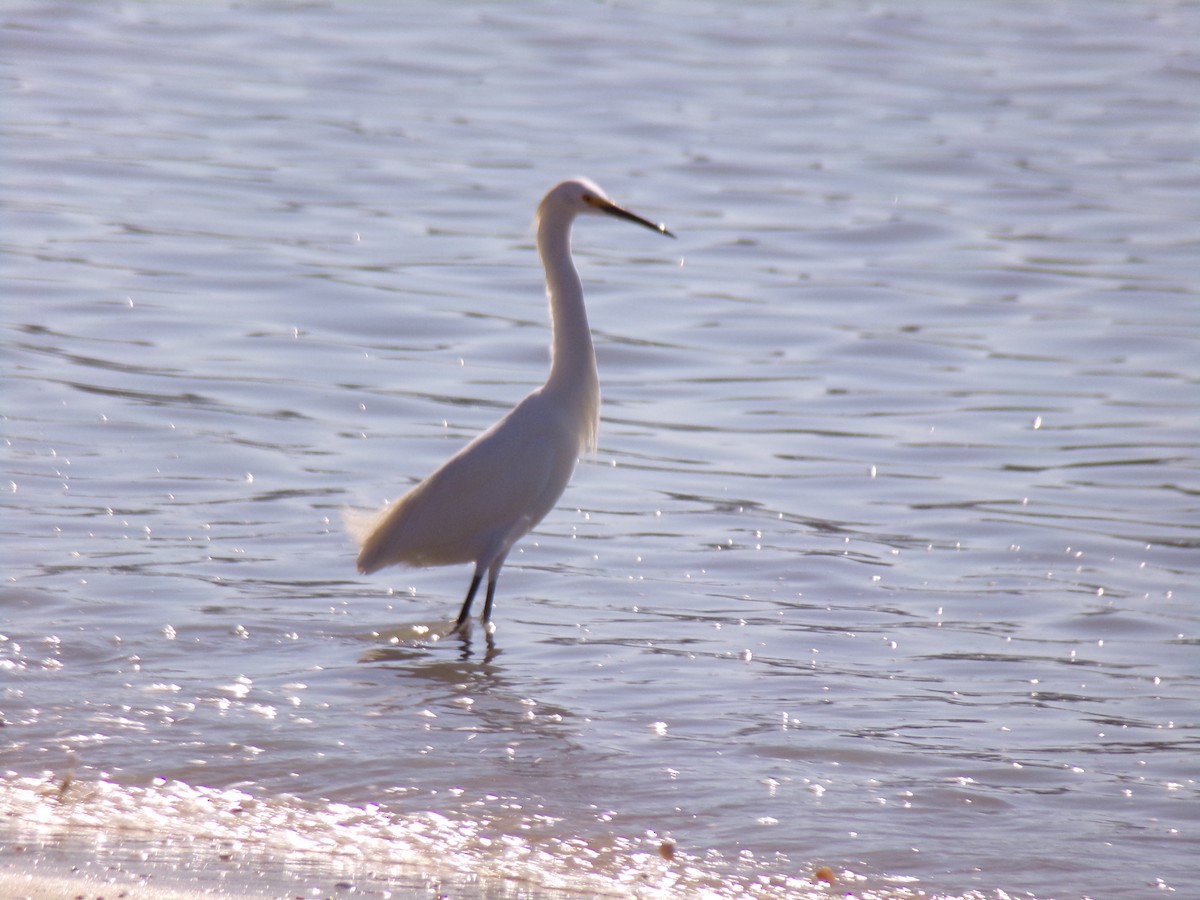 Snowy Egret - ML620619802