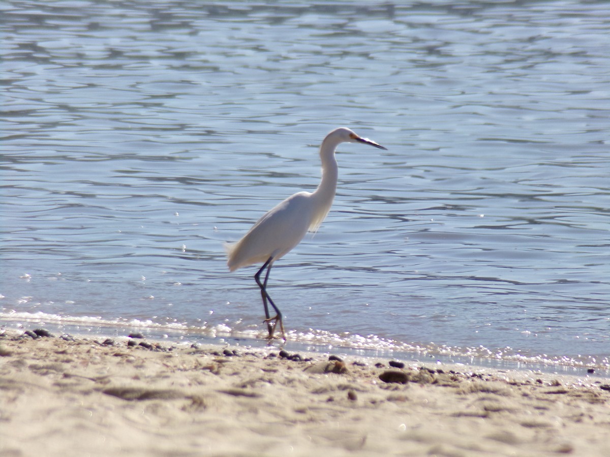 Aigrette neigeuse - ML620619803