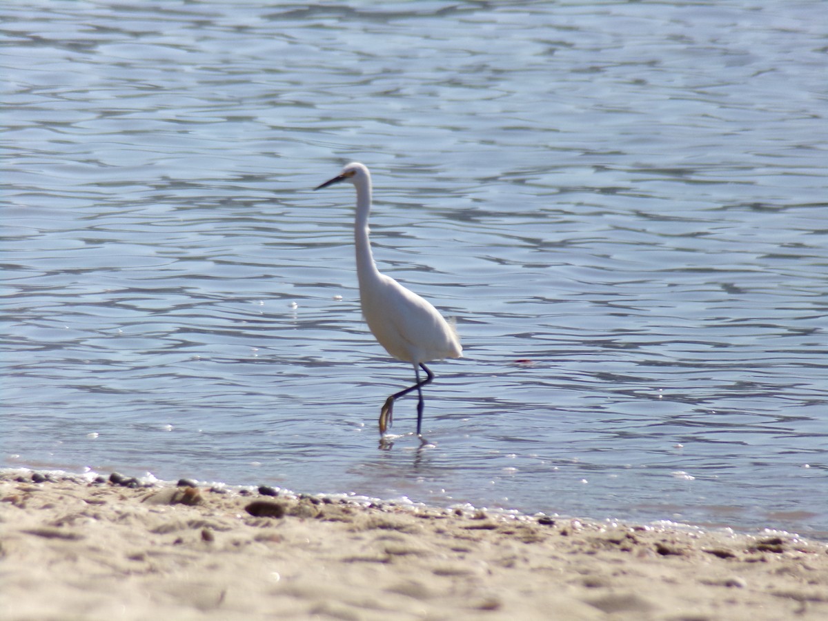 Snowy Egret - ML620619804