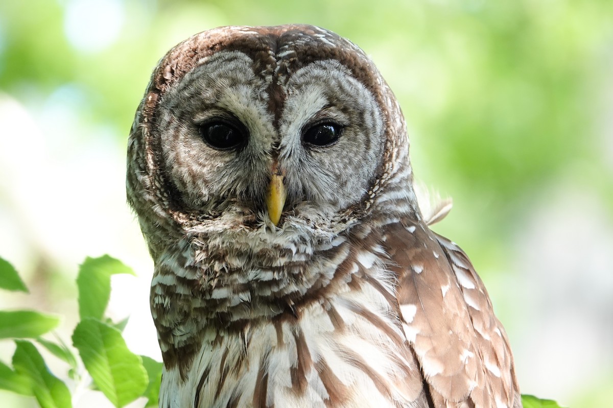 Barred Owl - Michon Floreani