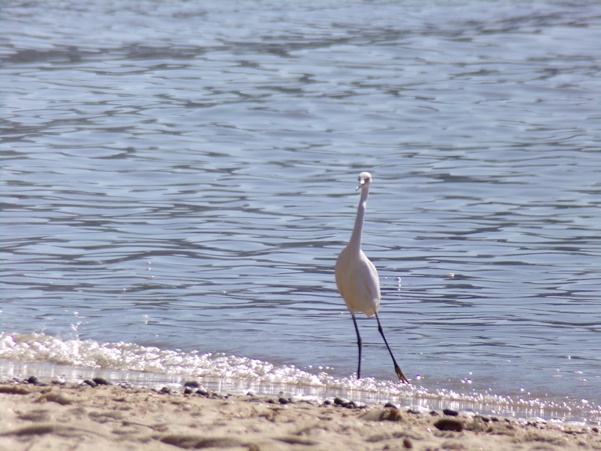 Snowy Egret - ML620619806