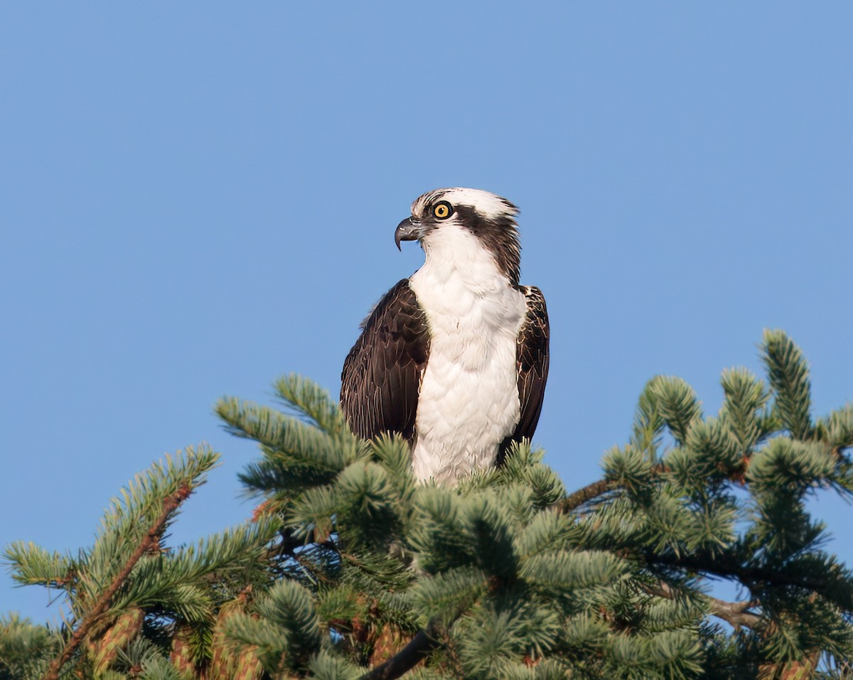 Osprey - ML620619807