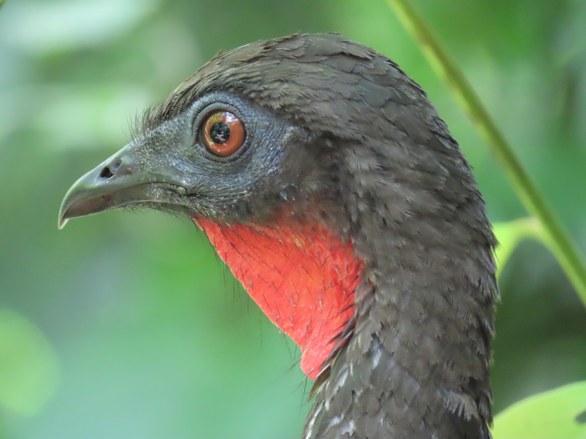 Crested Guan - ML620619811