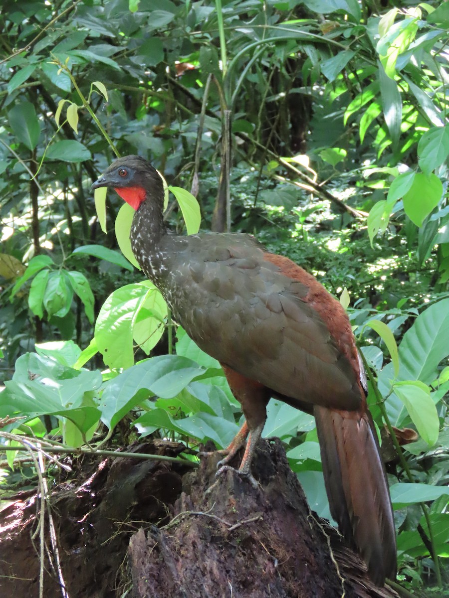 Crested Guan - ML620619812