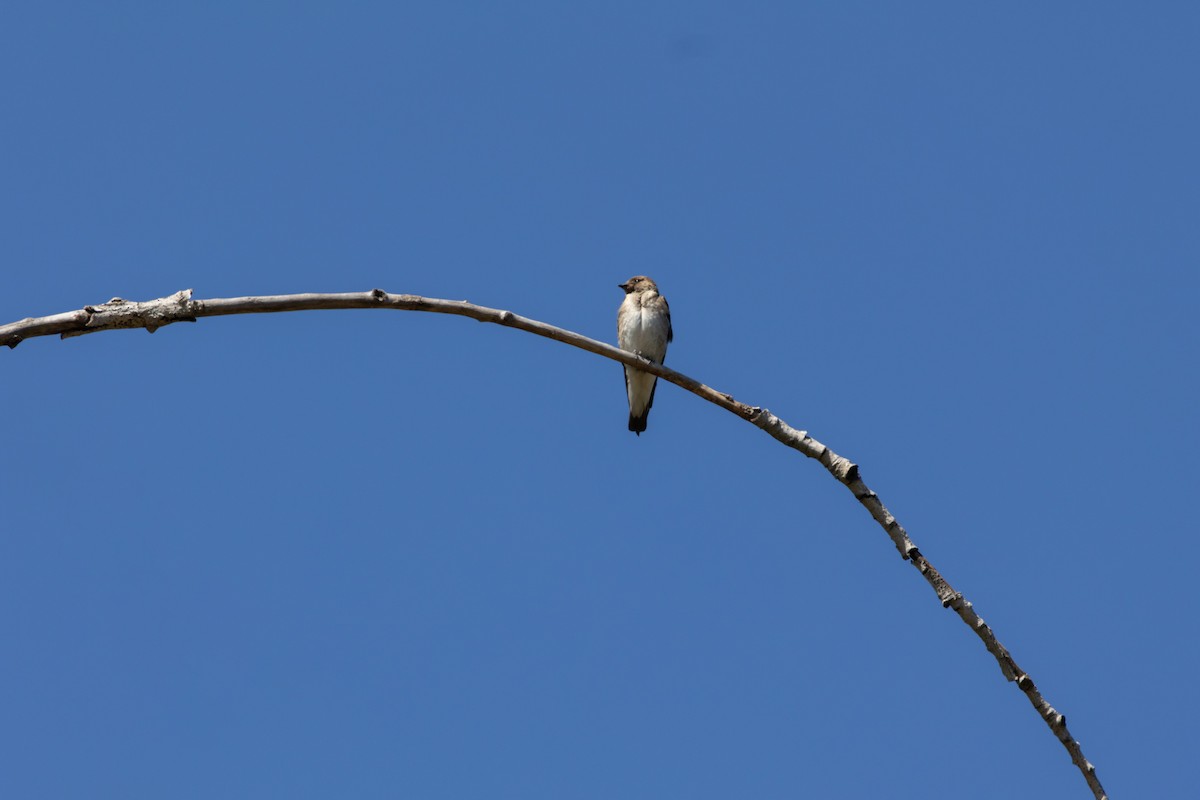 Golondrina Aserrada - ML620619813