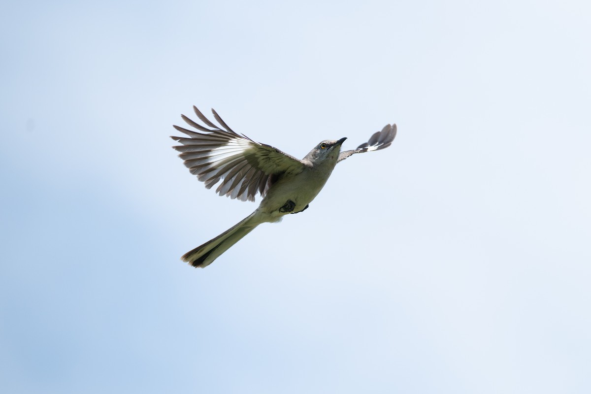 Northern Mockingbird - ML620619814