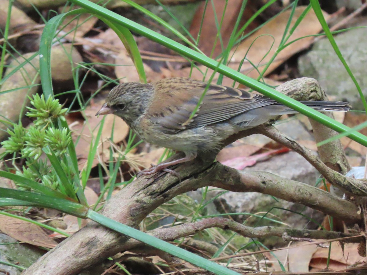 Junco Ojioscuro (grupo oreganus) - ML620619815