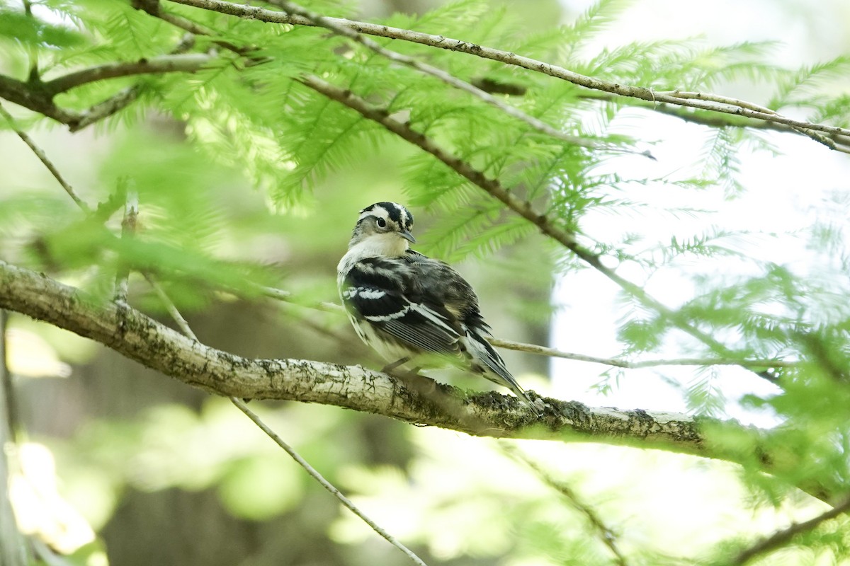 Black-and-white Warbler - ML620619816