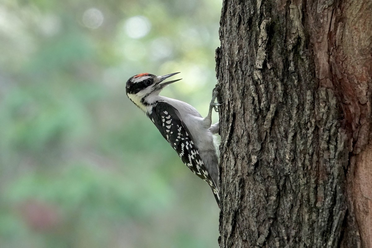 Hairy Woodpecker (Eastern) - ML620619817