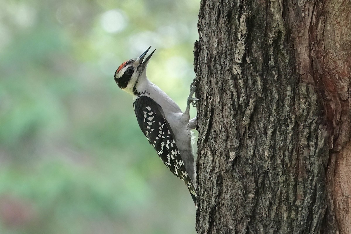 Hairy Woodpecker (Eastern) - ML620619818