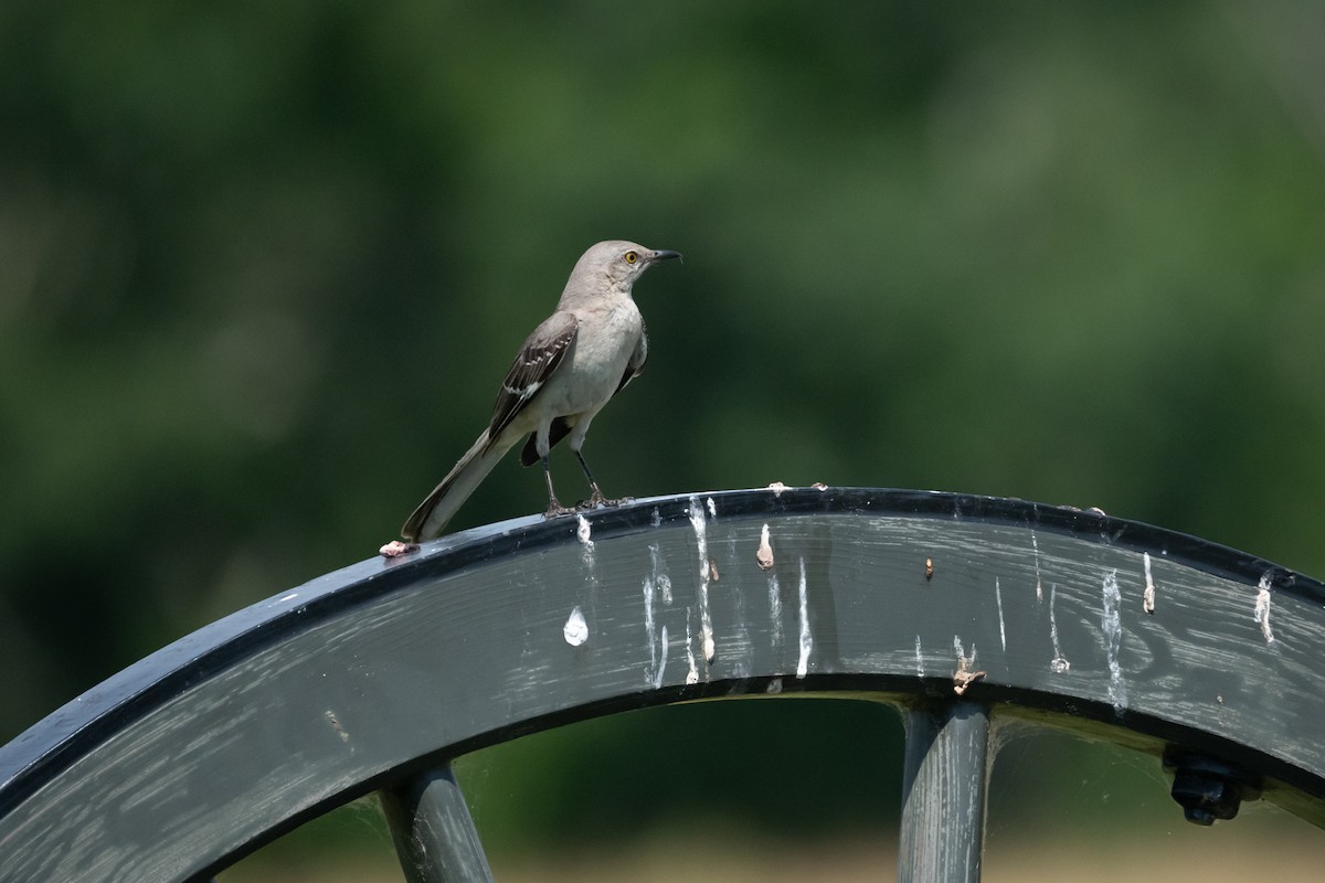 Northern Mockingbird - ML620619820