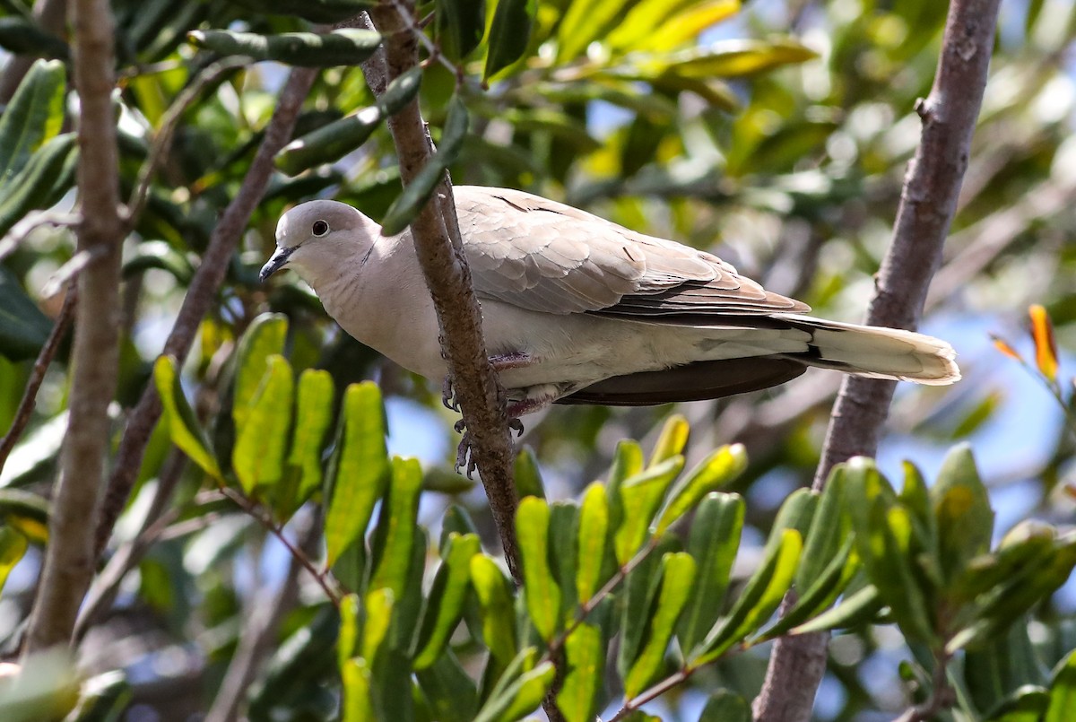 Eurasian Collared-Dove - Debbie Parker