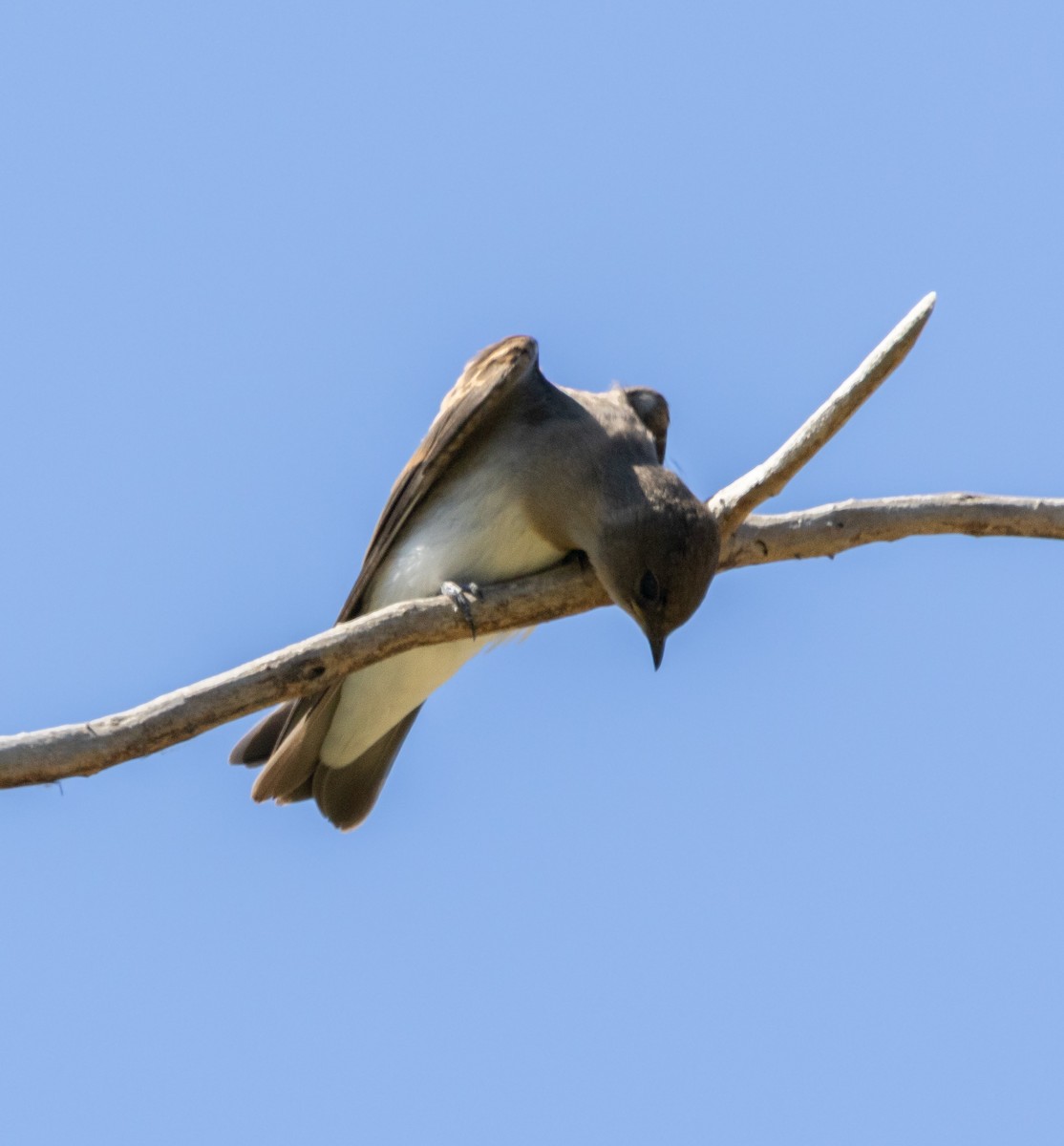 Northern Rough-winged Swallow - Rohan Prinja