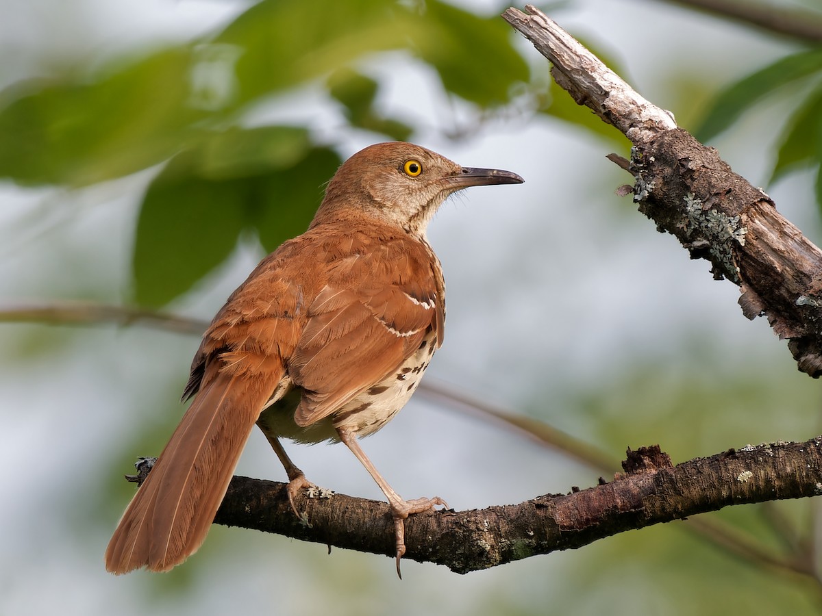 Brown Thrasher - ML620619824