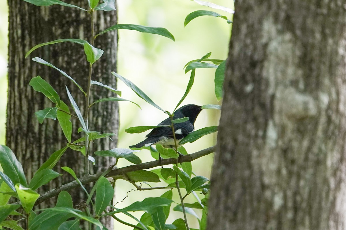 Black-throated Blue Warbler - ML620619826