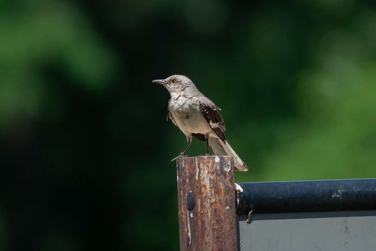 Northern Mockingbird - ML620619827