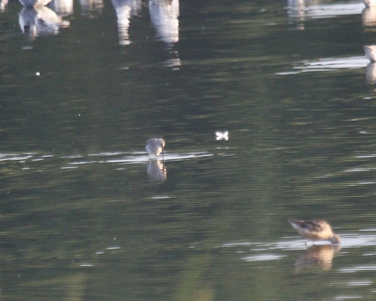 Hudsonian Godwit - ML620619829