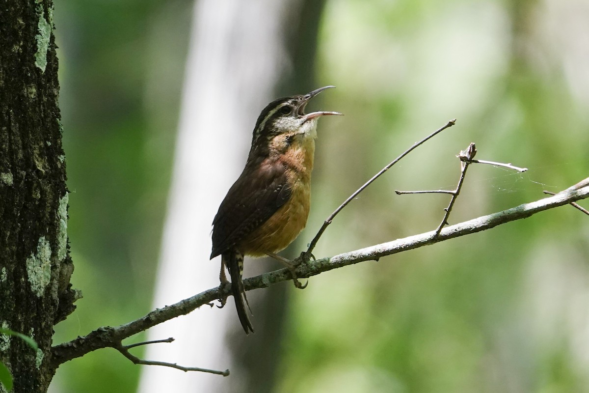 Carolina Wren - ML620619832