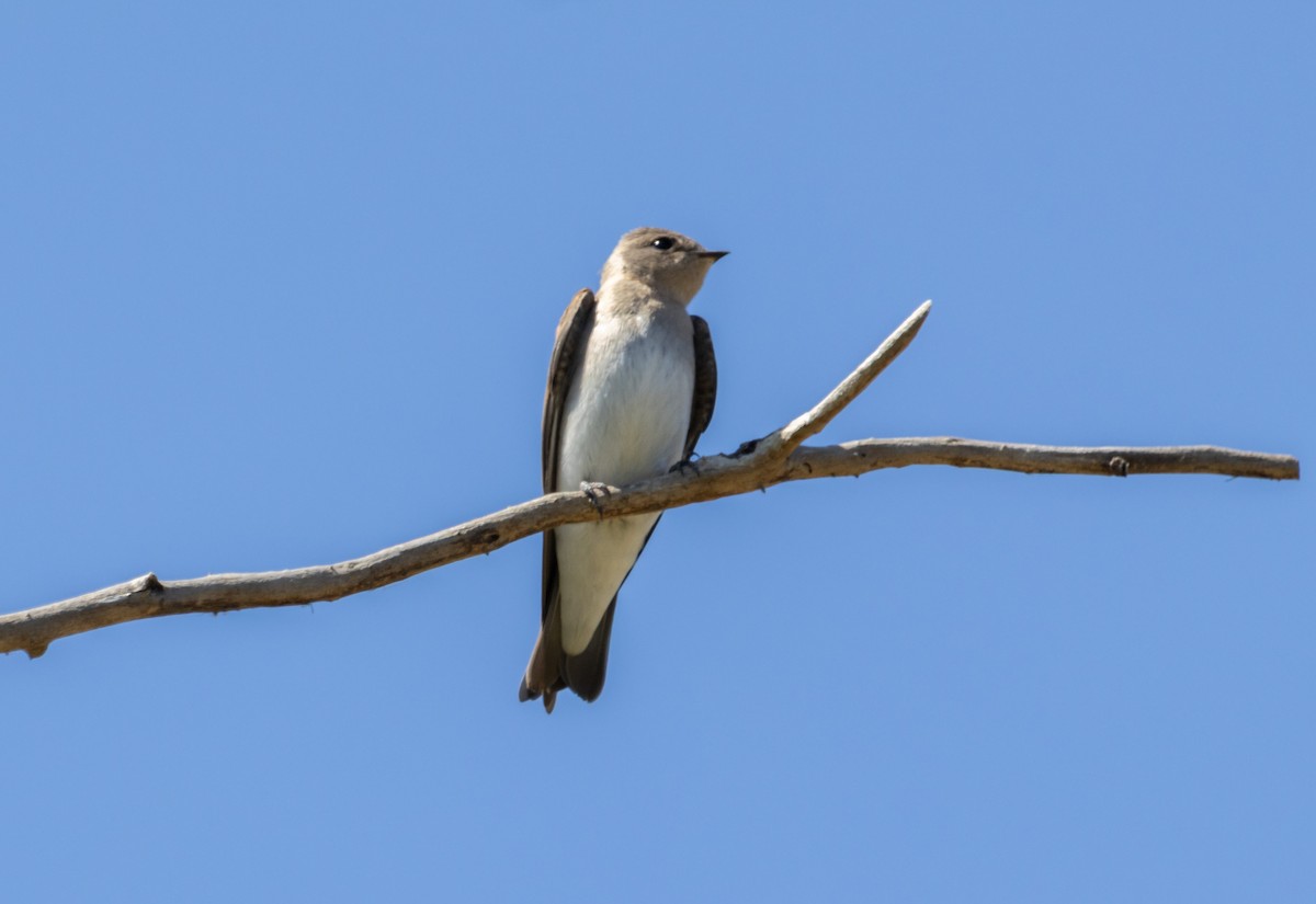 Northern Rough-winged Swallow - ML620619833