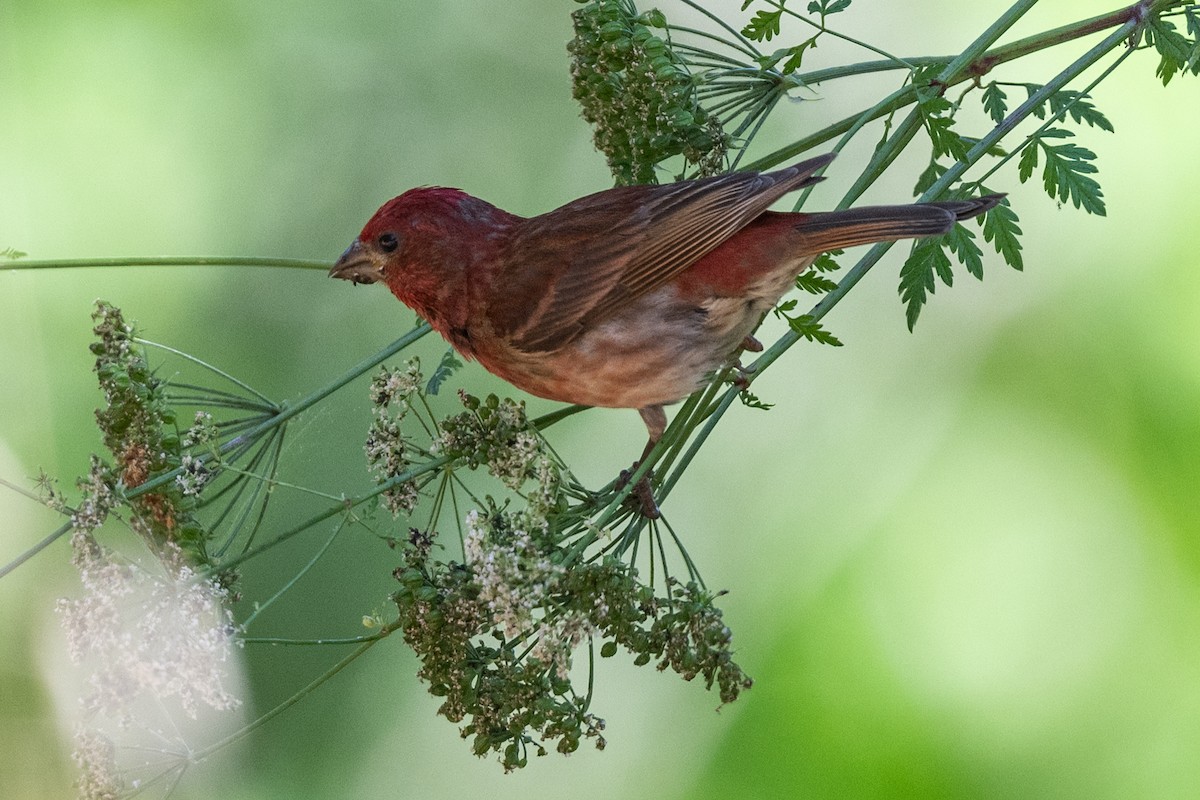 Purple Finch - ML620619834