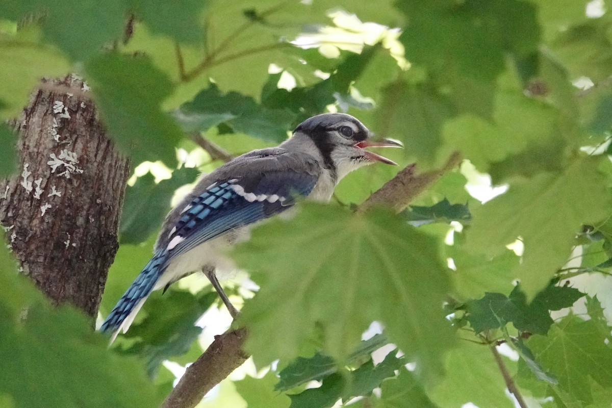 Blue Jay - ML620619835