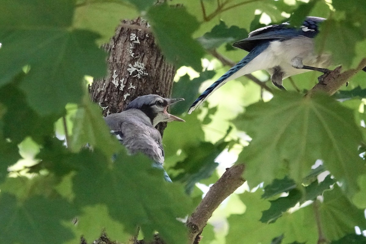 Blue Jay - ML620619836