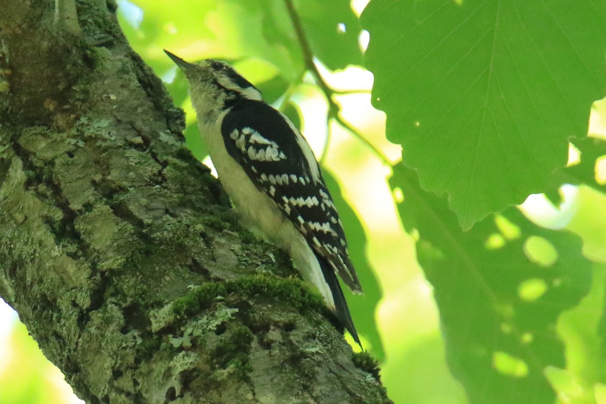 Hairy Woodpecker - ML620619837